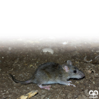 گونه موش سیاه Roof Rat